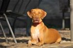 Consejos para evitar un golpe de calor a tu mascota