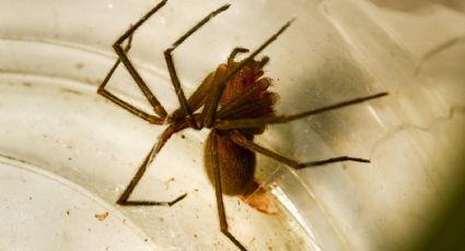 Cómo eliminar los nidos de araña violinista de forma segura y eficaz