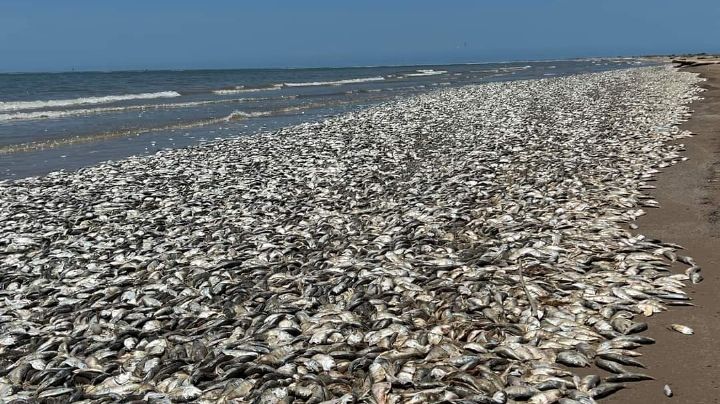 Aparecen miles de peces muertos en playa de Texas; este es el motivo