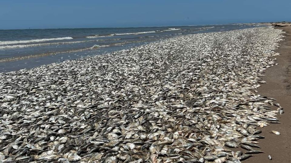 Miles de peces muertos aparecieron en playas de Texas