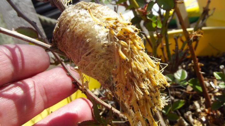 Si ves esto en un árbol o planta no lo toques, conviene más dejarlo