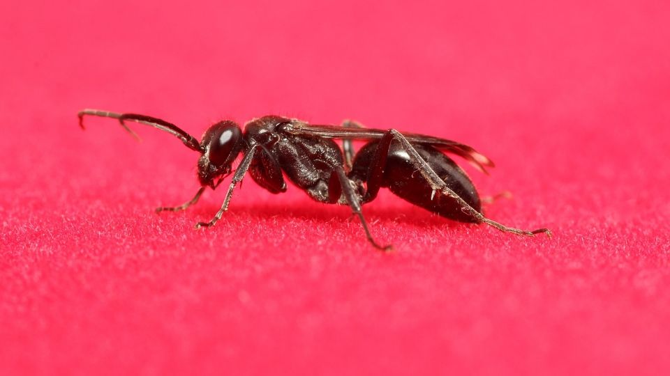 Lluvias hacen que las hormigas salgan de sus hormigueros