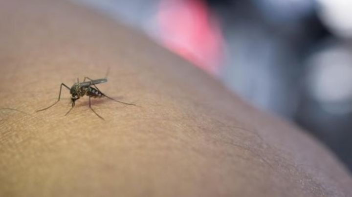 Repelentes naturales para ahuyentar a los mosquitos en esta temporada de calor