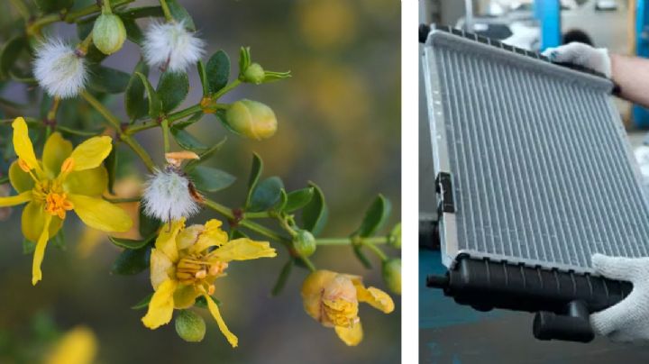 Esta planta es tan buena que deja el radiador de tu auto como nuevo