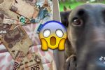 Perrito destruye 3 mil pesos en ahorros de su dueño; usuarios piden que no se le haga daño