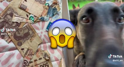 Perrito destruye 3 mil pesos en ahorros de su dueño; usuarios piden que no se le haga daño