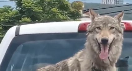 ¿Un lobo en la ciudad? Captan a animal en la caja de una camioneta | VIDEO