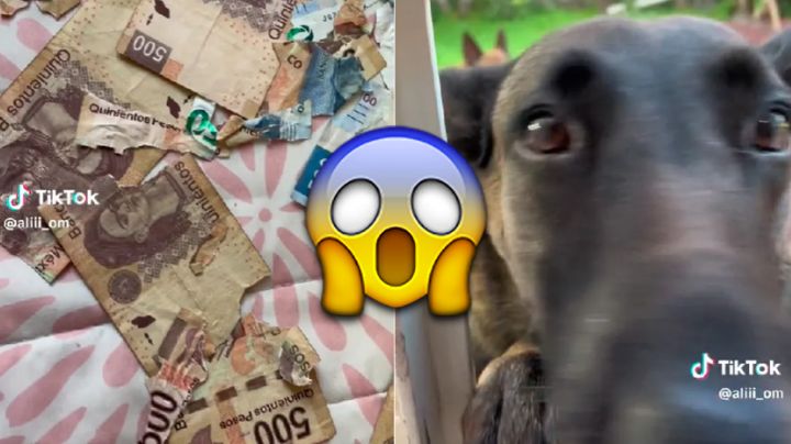 Perrito destruye 3 mil pesos en ahorros de su dueño; usuarios piden que no se le haga daño