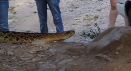 Sorprende enorme víbora de cascabel a turistas en el río Ramos | VIDEO