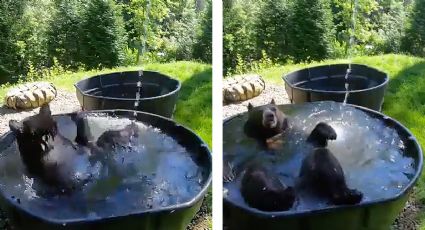 Captan a oso en Chipinque chapoteando relajado en una alberca para librar calorones | VIDEO