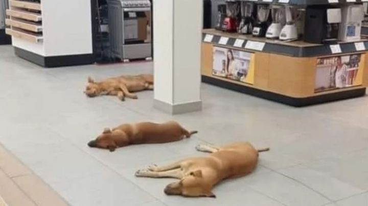 Tienda Elektra permite a perritos refrescarse de la ola de calor