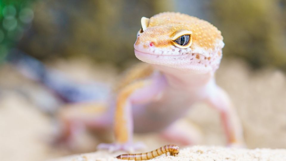 Las lagartijas se alimentan de insectos