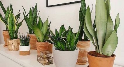 Esta es una de las plantas más resistentes que debes tener en casa