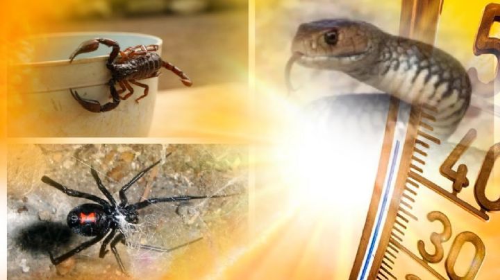 Animales ponzoñosos que salen por la onda de calor; ¿qué debes hacer si se mete uno a tu casa?