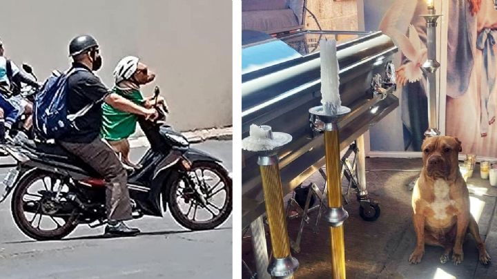 Pitbull y su dueño eran inseparables; fallece y el perrito se niega a abandonarlo en el ataúd