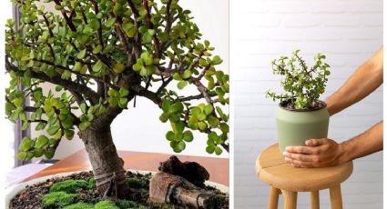 Feng Shui: ¿Dónde colocar el árbol de la abundancia para atraer fortuna?