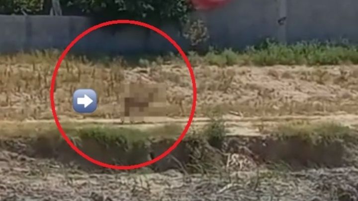 Así fue captado el animal exótico en el bulevar Colosio de Nuevo Laredo | VIDEO