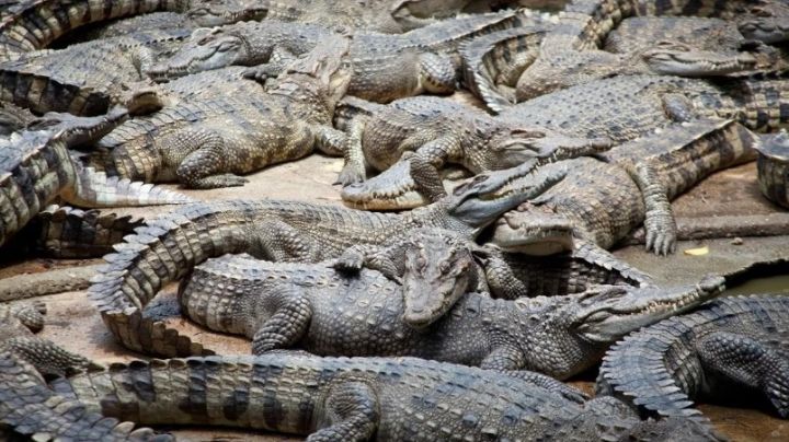 Jugaban futbol, pero el balón cayó en un nido de cocodrilos; ¿qué hicieron?
