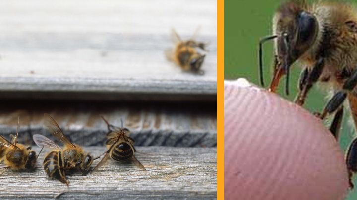Así podemos proteger a las abejas de las altas temperaturas de verano