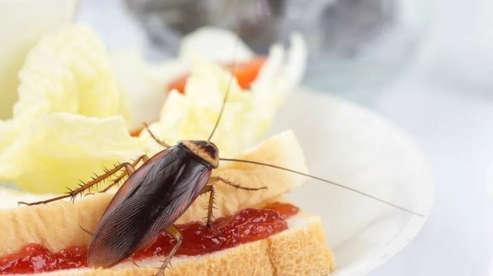 ¿Qué significa soñar con cucarachas?; pon un poco de atención en lo que te quieren decir