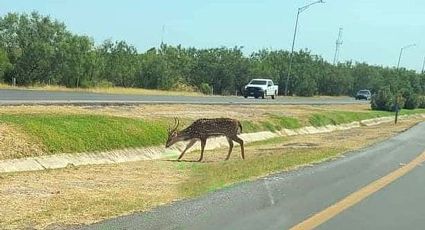 Sigue suelto el axis que merodeaba el Río Bravo; ¿qué hacer si te topas al animal exótico?