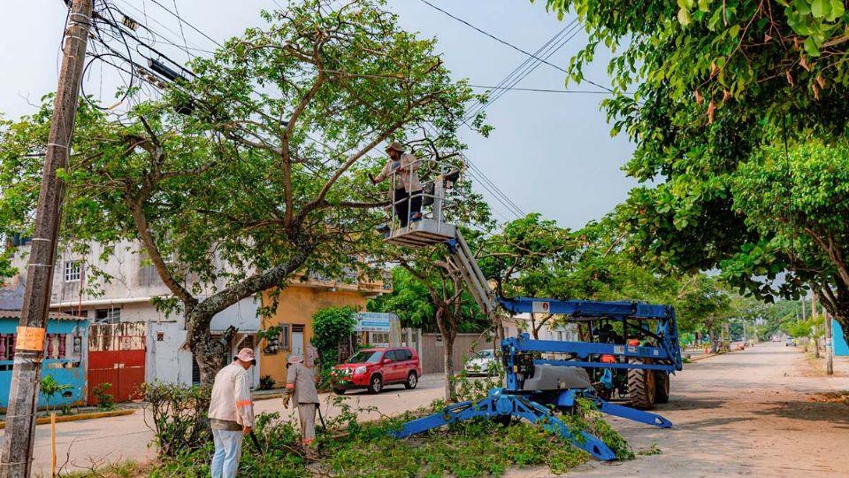 Ayuntamiento de Coatzacoalcos, veracruz, corta árboles en pleno calor