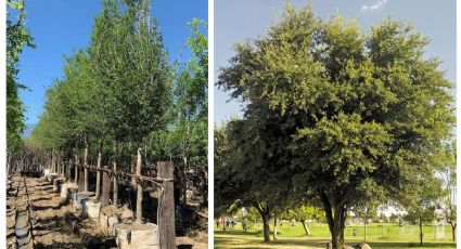 Encino, un árbol majestuoso que resiste las temperaturas extremas