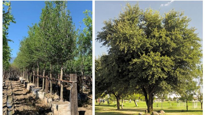 Encino, un árbol majestuoso que resiste las temperaturas extremas