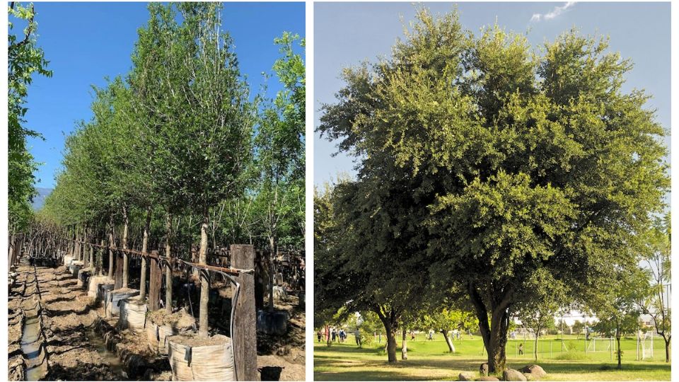 El encino es u árbol que resiste las altas temperaturas y climas extremos en general.