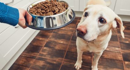 Con croquetas sabor carne asada, BBQ y lasagna tus mascotas nunca se aburrirán