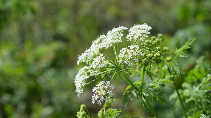 Esta planta venenosa puede estar en tu jardín; conoce qué síntomas causa