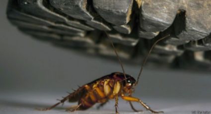 ¡No pises las cucarachas! Podrías causar más problemas en tu casa