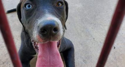 Perrita rescatada en Paseo Reforma es captada en el Polvo Enamorado