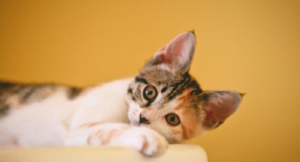 Aparecen gatos desmembrados en vecindario de San Antonio, Texas; esto se sabe