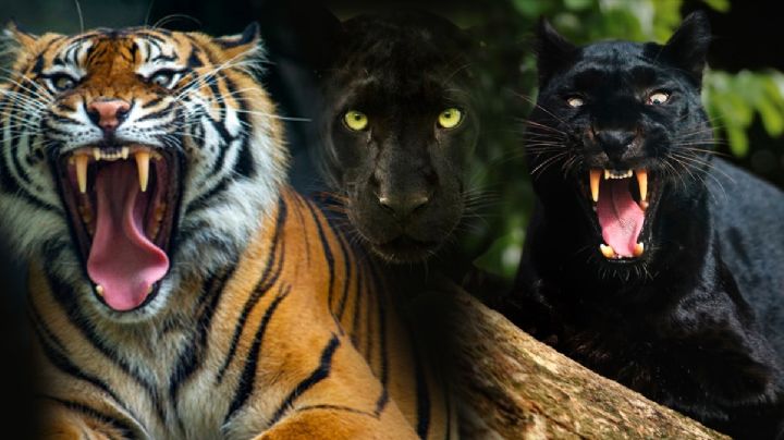 Panteras y tigre en Cadereyta siguen sueltos; pobladores se aterran al hallar ganado muerto