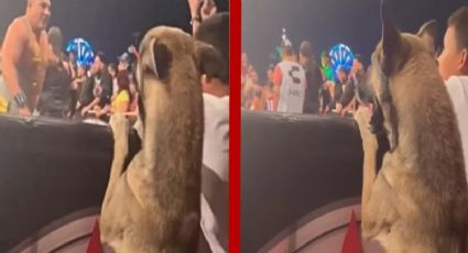 Invitan a perrito a ver la Lucha Libre en primera fila; se vuelve viral por su tierna reacción | VIDEO