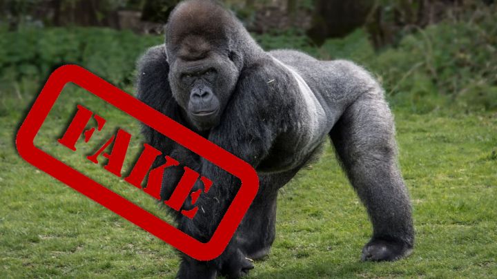 Que siempre no: Gorila de Hidalgo nunca existió