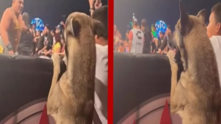 Invitan a perrito a ver la Lucha Libre en primera fila; se vuelve viral por su tierna reacción | VIDEO