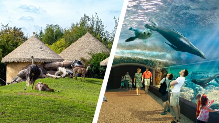 Estos zoológicos de Texas se encuentran entre los mejores de Estados Unidos