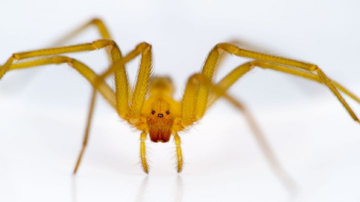 ¡Ten cuidado! Esto debes hacer en caso de encontrar una araña violinista