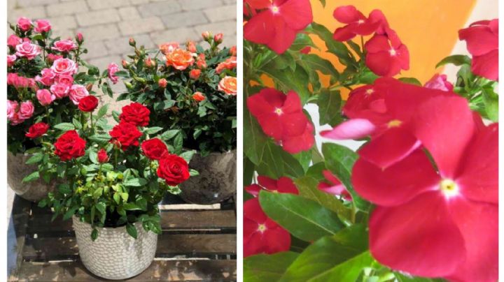 Plantas que florean todo el año para llenar de color tu jardín
