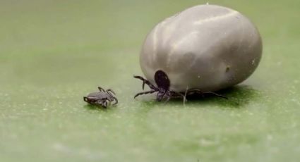 Cómo evitar de forma natural que las garrapatas entren a tu casa