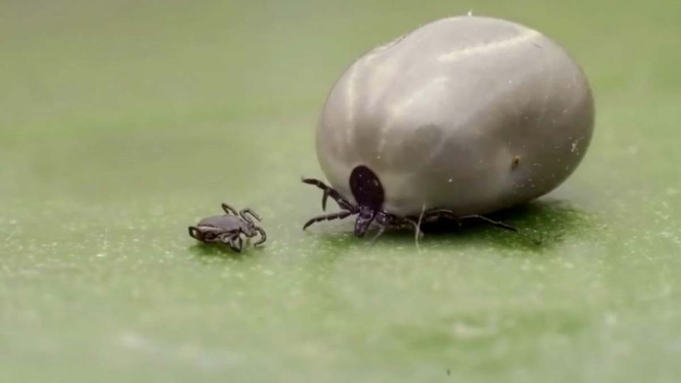 Cómo evitar que las garrapatas entren a tu hogar