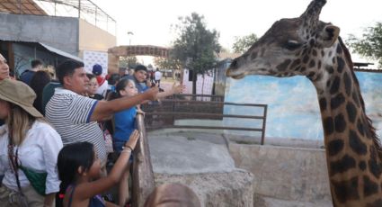 Disfrutan familias del Serengueti en el Zoológico de Nuevo Laredo