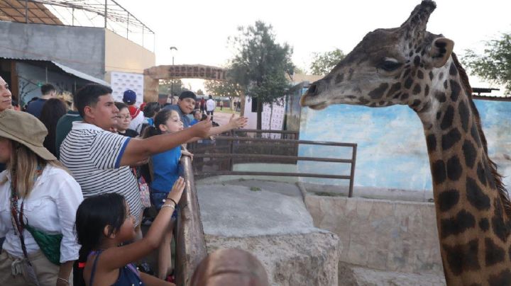 Disfrutan familias del Serengueti en el Zoológico de Nuevo Laredo
