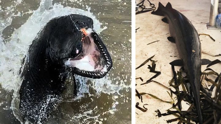 Pez catán negro gigante, uno de los más apreciados trofeos de pesca | VIDEO