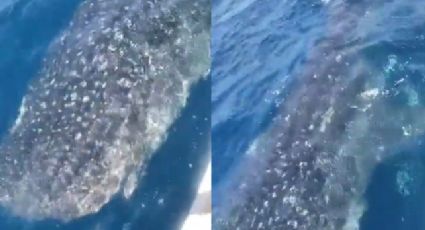 Captan cerca de costa de Tamaulipas a enorme tiburón ballena | VIDEO