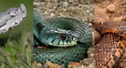 Víbora, culebra  y serpiente, ¿hay diferencia? Un experto nos dice