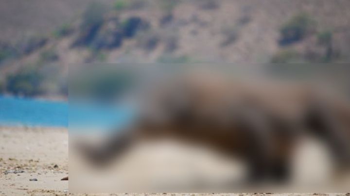 Reportan animal exótico y tóxico en calles de Celaya