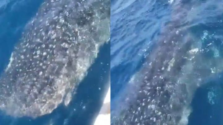 Captan cerca de costa de Tamaulipas a enorme tiburón ballena | VIDEO